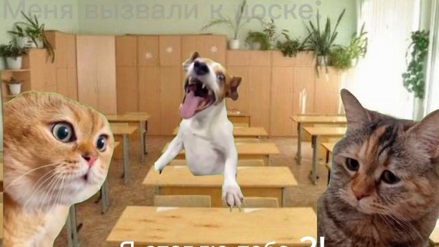 Мемные коты) #коты #мемы #мемныекоты #рил #расписание #школа #будни 🌚😼 смотреть онлайн