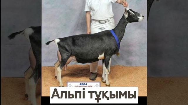 📢📢Бүкіл Республикалық ЕШКІ🤗 көрмесі болады !  В первые Республиканская  выставка коз! СКОРО