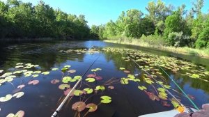 Рибалка на карася 🐟🐟🐟з ЧОВНА в КУВШИНКЕ ☘️☘️☘️карась на поплавок