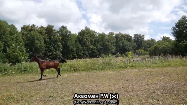 Аквамен РМ (ж) смотреть онлайн