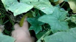 Лечение Геморроя / Лечение огурцом / Прикол / Большой о?