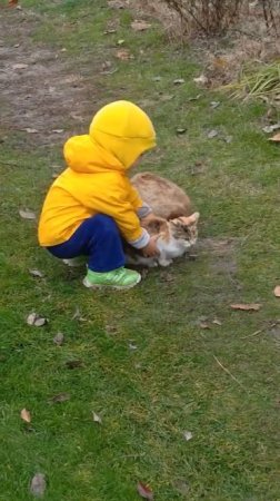 котье королевство :)
