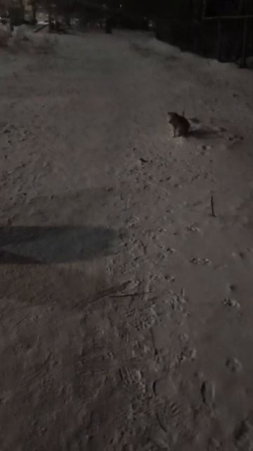 приютили в новый год щенка) теперь он в хорошей семье смотреть онлайн