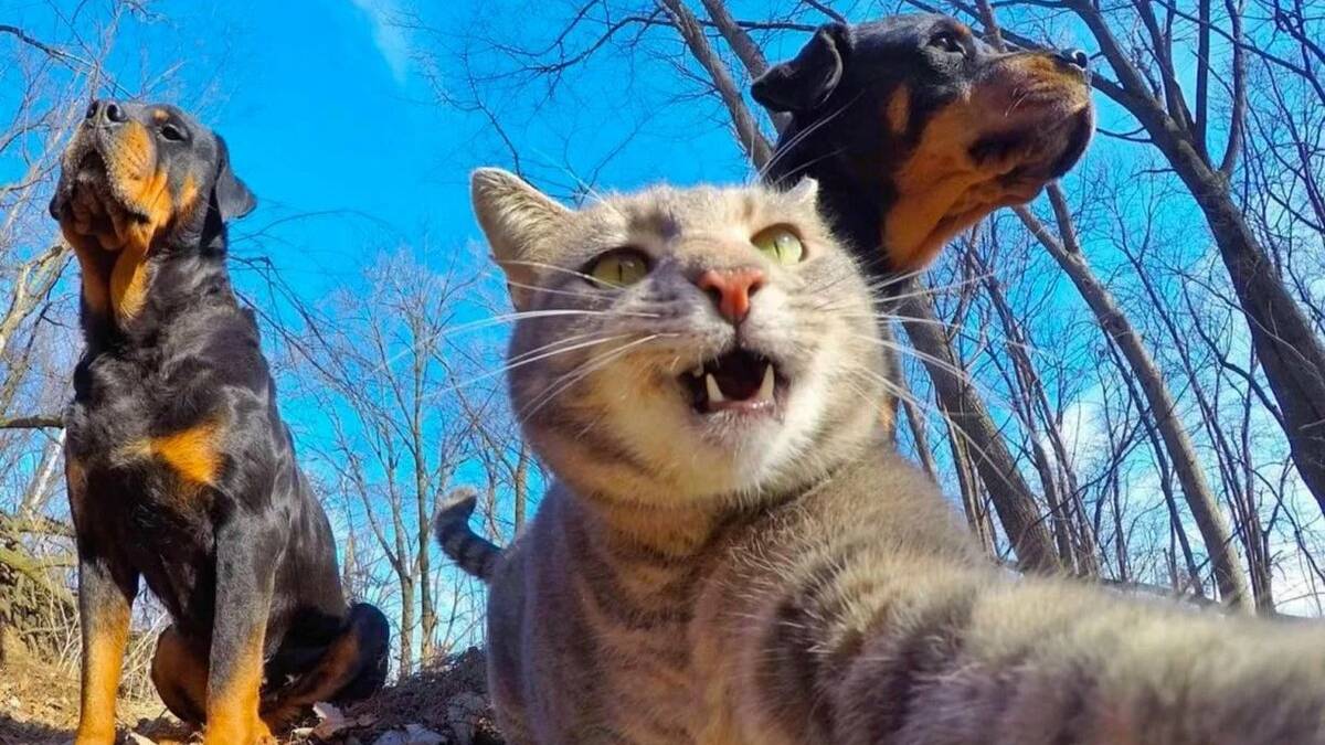 Самые смешные видео с кошками и собаками 😁 Лучшие смешные видео с животными😁