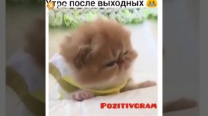 Прикол: Утро после выходных