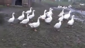 самая крутая антенна в мире своими руками за 5 минут антенна своими руками за 5 минут