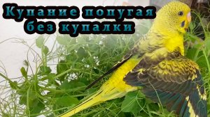 Купание волнистого попугая.