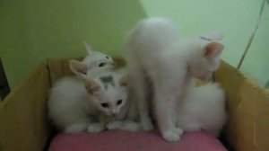 Кэмбоу cats - Поющие котята. 30 секунд и ты уже улыбаешься))