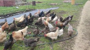 Деревенские будни 🏡 Куры🐔 гуси🪿 выходят на вольный выгул.