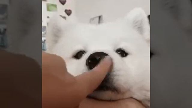 🐩🐩🐩🐩 собака