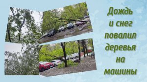 От снега упали деревья 2.05.2025 года