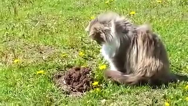 cat , fun , animal , кот and крот, прикол смотреть онлайн