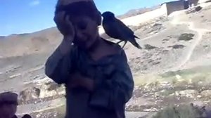 Птичка плачет как ребенок. Прикол