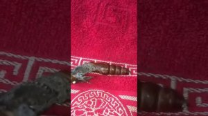 Табачный бражник вылупляется из куколки