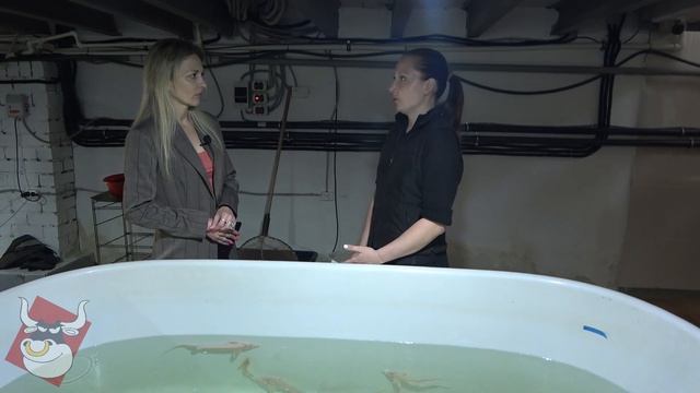 Цифровая акваферма полного цикла по разведению ценных пород осетровых. Часть 2 смотреть онлайн