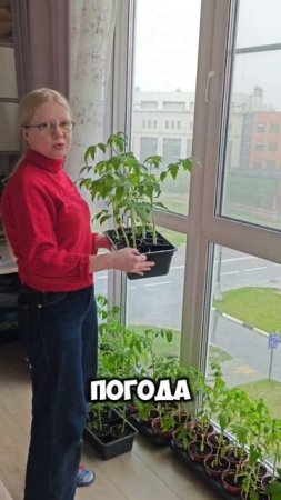 Вы успели купить теплицу к майским праздникам?