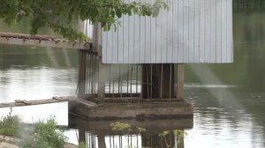 В пруду под Ясногорском отравили рыбу.