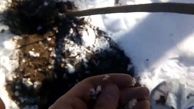 Копаем зимой!Снег не помеха