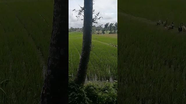 Рисовое поле, гуси,  рядом с лесом обезьян в Индонезии, MONKEY FOREST UBUD BALI, 2022г.
