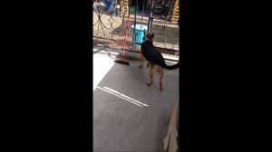 Том и Кот