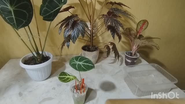 1000004254.mp4