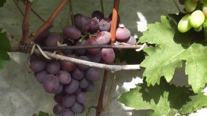 Сорт винограду "Армани" - сезон 2022 # Grape variety "Armany" - season 2022
