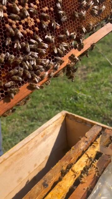 Идеальная погода для пчёл #вкусномёд #мёд #пчелиныйвоск #воск #bee #вощина #липовыймёд #пасека смотреть онлайн
