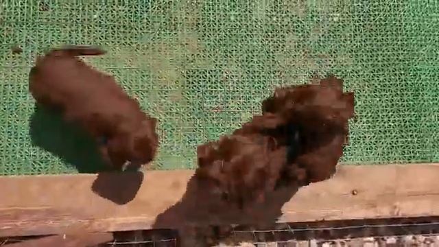 Нюша и К смотреть онлайн