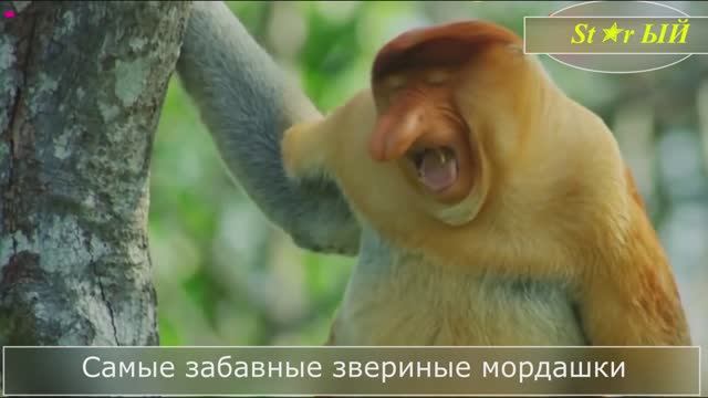 Зверюшки с самыми забавными мордашками