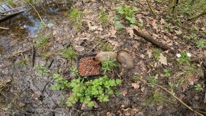 СпБ Белки Май 2025