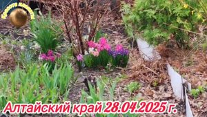 Алтайский край - красота первоцветов✴️✴️✴️