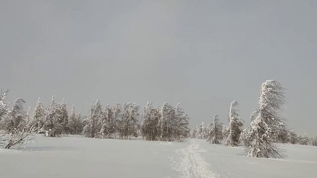 Ослянка смотреть онлайн
