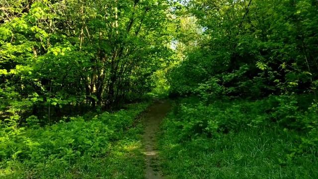 Пение птиц, звуки природы, крепкий сон. Birdsong. Walk through the forest. Deep sleep. 鳥鳴聲。美好的夢想