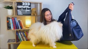 Как выбрать переноску для собаки. Как приучить собаку к переноске