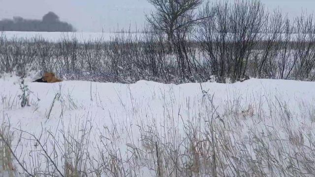 Снежок выпал смотреть онлайн