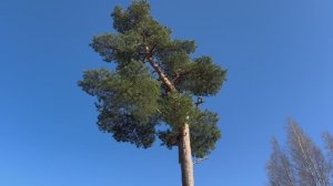 Дача снт Симагино