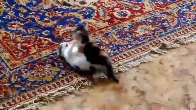 ШКОЛА КОЛБАСЫ!!!, смотреть онлайн