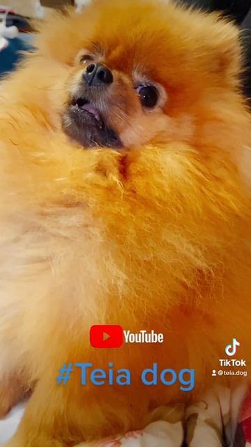 Шпиц забавно чихает #шпицТея #shorts смотреть онлайн