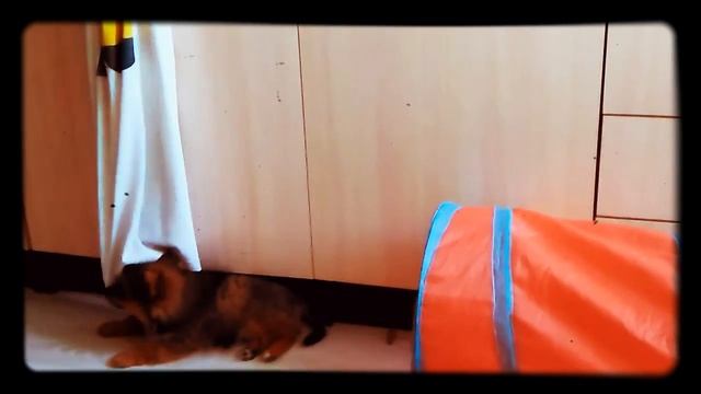 шпиц  Адам рвёт папе футболку