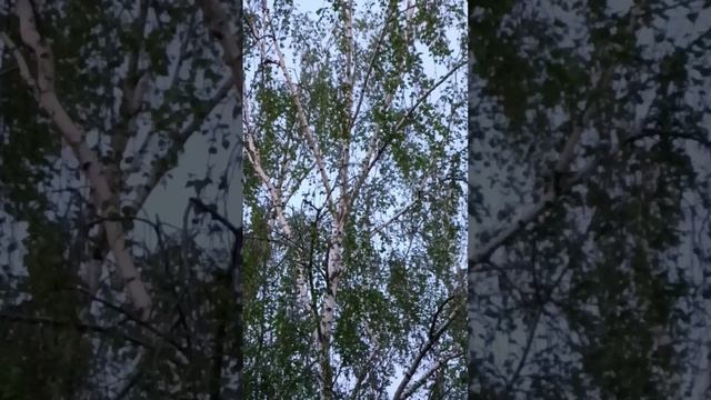 Птицы  не просто поют, а кричат!!! И это в центре города!!!