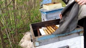 Борть(колода) для мёда 2