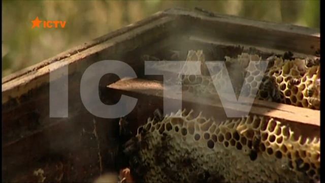 Українські бджолярі намагаються завоювати європейський ринок смотреть онлайн