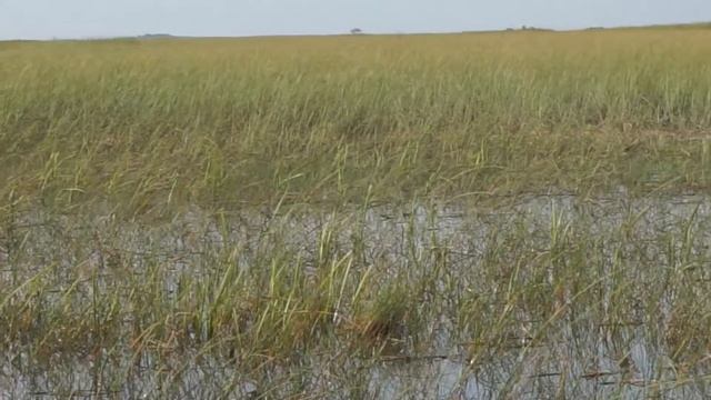 Everglades National park Florida часть 4 смотреть онлайн
