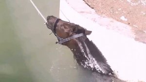 HORSE SWIM IN THE POOL ПЛАВАНИЕ ЛОШАДИ В БАССЕЙНЕ КИПР КОННЫЙ СПОРТ