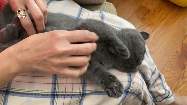 33 Котёнка - КОТЁНОК-ГНОМИК УТВЕРЖДАЕТ, ЧТО МОЖЕТ ПОМЕСТИТЬСЯ В СПИЧЕЧНЫЙ КОРОБОК! СМЕШНЫЕ КОТИКИ