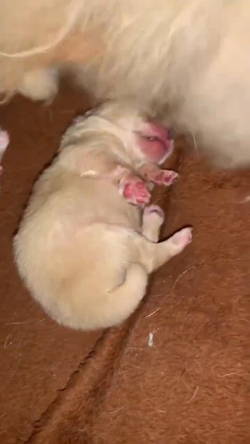 Мама всегда рядом. смотреть онлайн