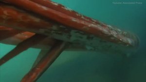 Гигантский кальмар: тайна океанской бездны, которую люди увидели лишь однажды