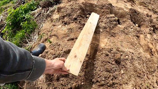Сажаем картошку под лопату: проверенный дедовский способ для большого урожая!