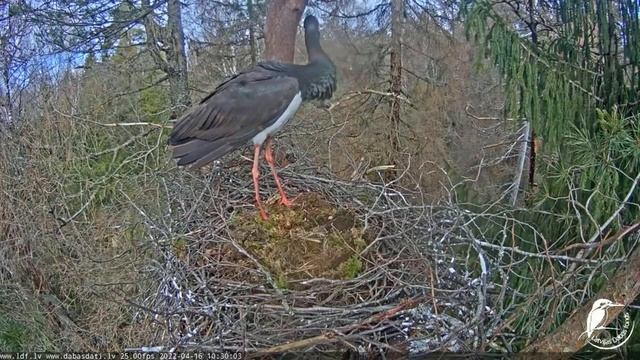 Melnais stārķisSiguldas novadā_First female appearance in the nest/Первое появление самки в гнезде
