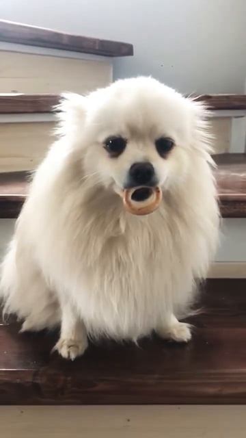 #жадина #шпиц #шпицпомеранский #шпицуля #собака #приколы #видеоприколы смотреть онлайн